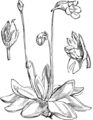 Pinguicula vulgaris (Gewöhnliches Fettkraut) aus Fitch et al. (1924)