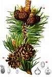 Berg-Kiefer - Pinus mugo Turra 