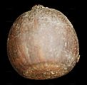 Sumpf-Eiche - Quercus palustris Münchh.