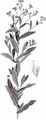 Austrian Yellow-Cress - Rorippa austriaca (Crantz) Besser