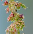 Großer Sauerampfer - Rumex acetosa L.