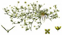 Niederliegendes Mastkraut - Sagina procumbens L.