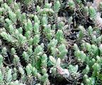 Felsen-Fetthenne - Sedum rupestre L.