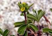 Alpen-Gelbling - Sibbaldia procumbens L.