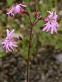 Kuckucks-Lichtnelke - Silene flos-cuculi (L.) Clairv.