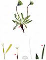  - Taraxacum sect. Erythrosperma (H. Lindb.) Dahlst.
