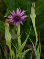 Salsify - Tragopogon porrifolius L.