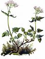 Dreiblättriger Baldrian - Valeriana tripteris L.