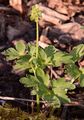 Moschuskraut - Adoxa moschatellina L.