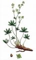 Alpen-Frauenmantel - Alchemilla alpina L.