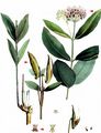 Butterfly Flower - Asclepias syriaca L.