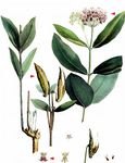 Syrische Seidenpflanze - Asclepias syriaca L. 