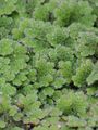 Großer Algenfarn - Azolla filiculoides Lam.
