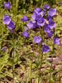 Broad-Leaved Harebell - Campanula rhomboidalis L.