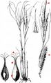 Wheat Sedge - Carex atherodes Spreng.