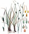 Saum-Segge - Carex hostiana DC.