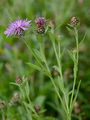 Alpine Knapweed - Centaurea nigrescens Willd.