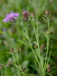 Schwärzliche Flockenblume - Centaurea nigrescens Willd. 