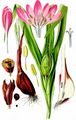 Meadow Saffron - Colchicum autumnale L.