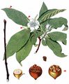 Medlar - Crataegus germanica (L.) Kuntze