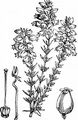 Bell Heather - Erica cinerea L.