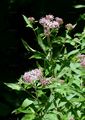 Gewöhnlicher Wasserdost - Eupatorium cannabinum L.