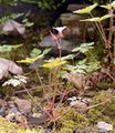 Herb-Robert - Geranium robertianum L.