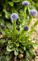 Gewöhnliche Kugelblume - Globularia bisnagarica L.