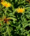 Irish Fleabane - Inula salicina L.