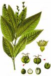 Ausdauerndes Bingelkraut - Mercurialis perennis L. 