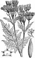 Sweet Cicely - Myrrhis odorata (L.) Scop.