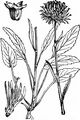 Kugelige Teufelskralle - Phyteuma orbiculare L.