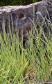 Blaues Rispengras - Poa glauca Vahl