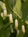 Angular Solomon's-Seal - Polygonatum odoratum (Mill.) Druce