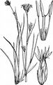 Weißes Schnabelried - Rhynchospora alba (L.) Vahl