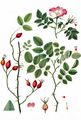 Harsh Downy-Rose - Rosa tomentosa Sm.