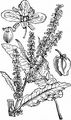 Curled Dock - Rumex crispus L.