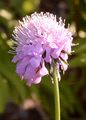 Glänzende Skabiose - Scabiosa lucida Vill.