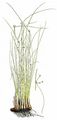 Round-Headed Club-Rush - Scirpoides holoschoenus (L.) Soják