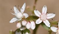 Schwärzliche Fetthenne - Sedum atratum L.