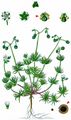 Pearlwort Spurrey - Spergula morisonii Boreau