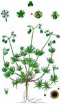 Frühlings-Spark - Spergula morisonii Boreau 