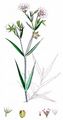 Große Sternmiere - Stellaria holostea L.