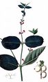 Snowberry - Symphoricarpos albus (L.) S. F. Blake