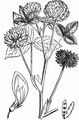 Schweden-Klee - Trifolium hybridum L.