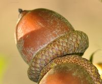 Quercus rubra (Rot-Eiche) - Frucht (Eichel)