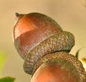 Quercus rubra (Rot-Eiche) - Frucht (Eichel)
