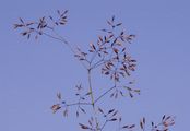 Rotes Straußgras - Agrostis capillaris L.
