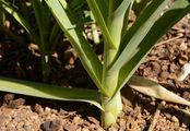 Leek - Allium ampeloprasum L.