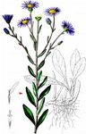Kalk-Aster - Aster amellus L. 
